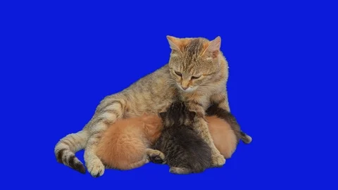 Kitten isolated 2 Stock Footage 126231921