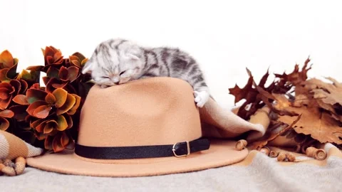 The kitten is isolated among the autumn things. The kitten sleeps on a hat.	 Stock Footage 171488019