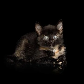 Kitten on isolated black background Stock Photos