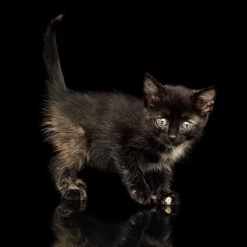 Kitten on isolated black background Foto stock