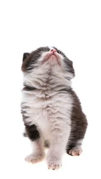 Kitten isolated Foto stock