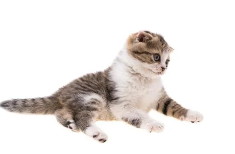 Kitten isolated Stock Photos