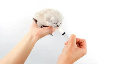 Kitten isolated on a white background drinks milk from an artificial pacifier. Stock Photos