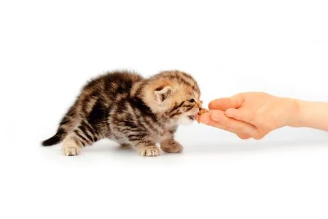 Kitten isolated on a white background eats wet food from the girl's hands. Foto stock
