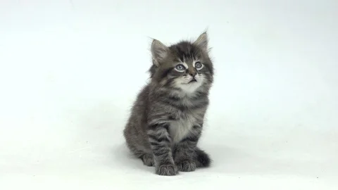 Kitten isolated on a white background Video stock 81664614
