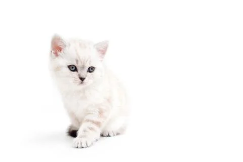 Kitten is isolated on a white background. Stock-Fotos