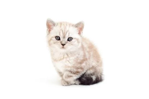 Kitten is isolated on a white background. Stock Photos