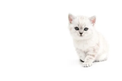 Kitten is isolated on a white background. Foto stock