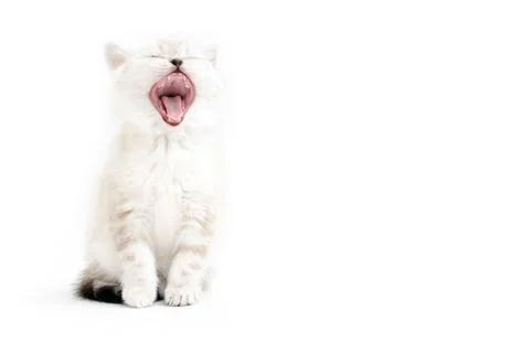 Kitten is isolated on a white background. Stock Photos