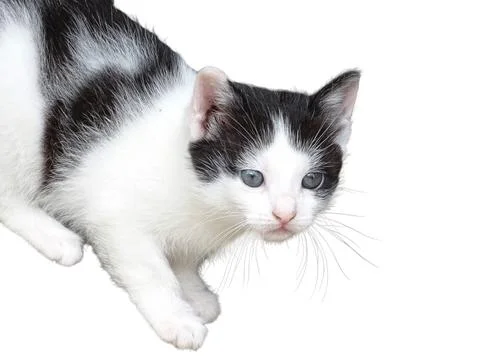 Kitten isolated on white background Stockfoto's