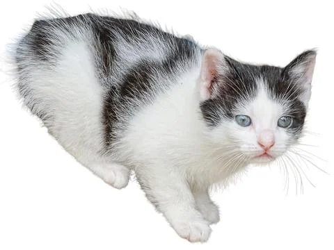 Kitten isolated on white background Stockfoto's