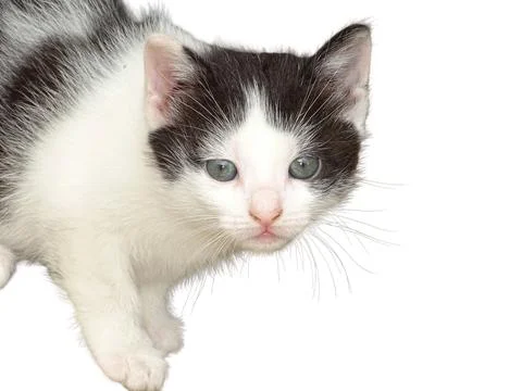 Kitten isolated on white background Stock-Fotos