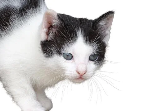 Kitten isolated on white background Stock Photos