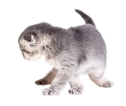 Kitten isolated on white Stock Photos