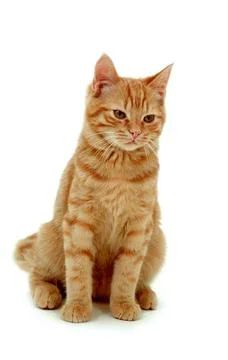 Kitten isolated on white Stock Photos