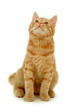 Kitten isolated on white Stock Photos