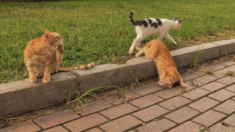 Kitten itches after the game. Stock Footage 129199984