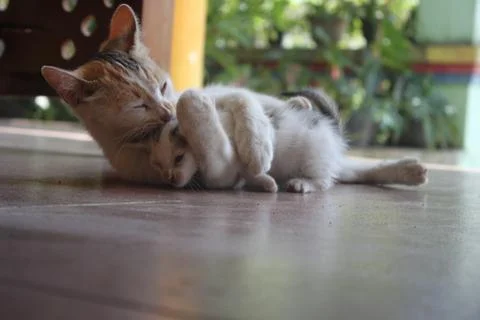 Kitten with its mother Stock Photos