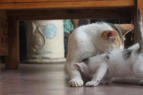 Kitten with its mother Stock Photos