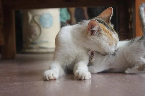 Kitten with its mother Stock Photos