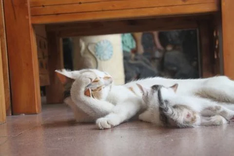 Kitten with its mother Stock Photos