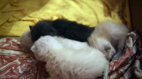 Kitten joining sleep Stock Footage 66204667