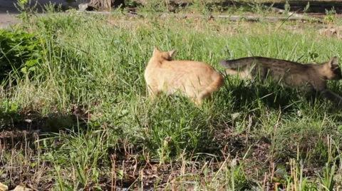 Kitten jump Stock-Footage 5186360