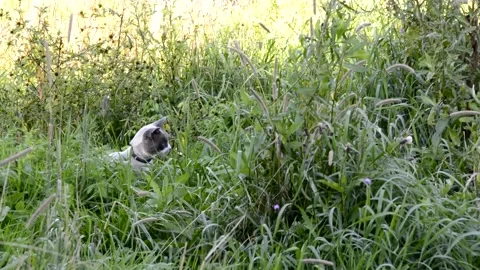 The kitten jumped and caught a field mouse. Hunting a pet in the field. Littl Stock Footage 138378689