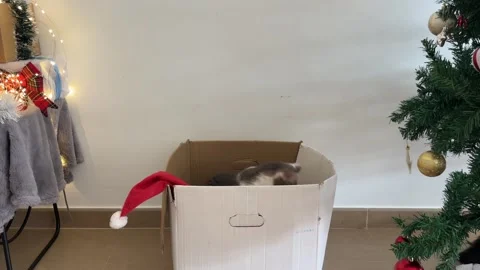 Kitten jumping onto another cat in Christmas box Stock Footage 340275326