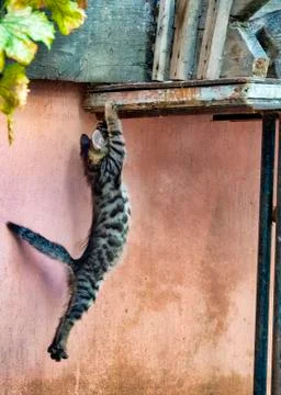 Kitten jumping Stock Photos