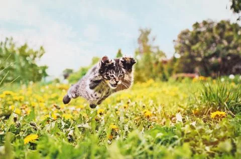 Kitten is jumping Stock Photos