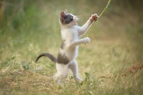 Kitten jumping with string Stock Photos