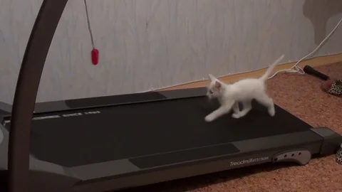 Kitten jumps on the treadmill Video stock 83249396