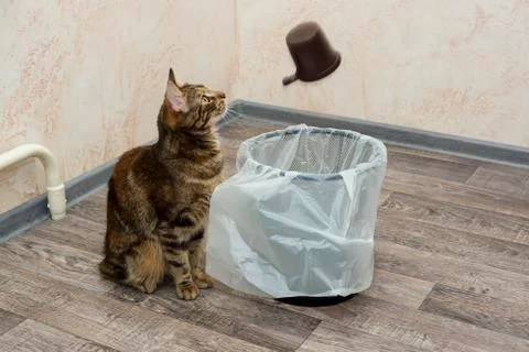 Kitten keeps track of plastic coffee cup that falls into a bin with a garbage Stock-Fotos