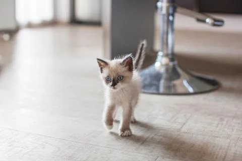 Kitten in the kitchen Stock Photos