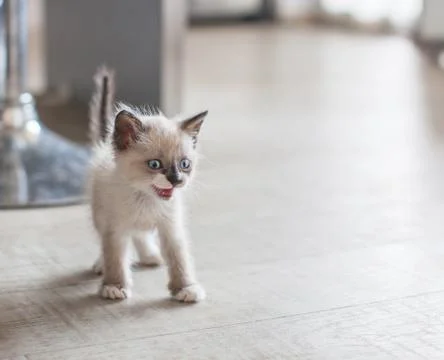Kitten in the kitchen Stock Photos