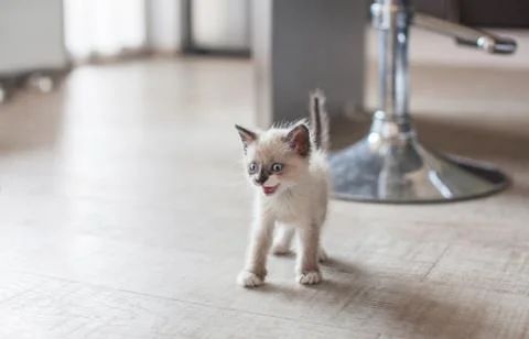 Kitten in the kitchen Stock Photos