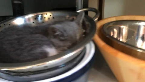Kitten in kitchen pot cupboard 動画素材 110525932