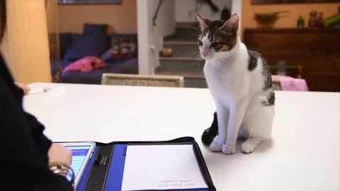 Kitten on the kitchen table intrigued by a tablet Stock Footage 98251162