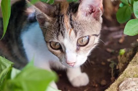 Kitten, kitty Stock Photos