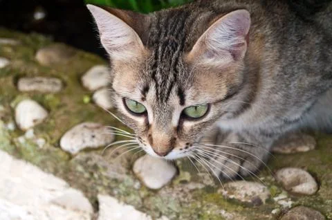 Kitten, kitty Foto stock