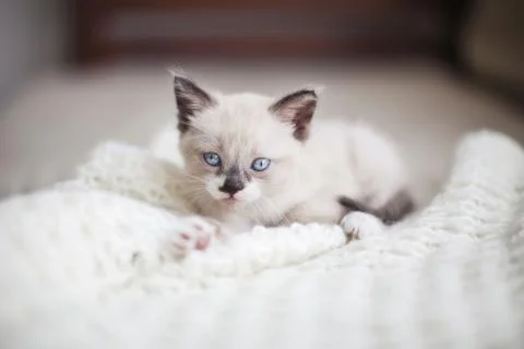 Kitten on a knitted blanket Stock Photos