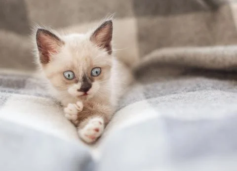 Kitten on a knitted blanket Stock Photos