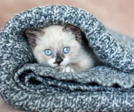 Kitten on a knitted blanket Stock Photos
