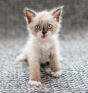 Kitten on a knitted blanket Stock Photos