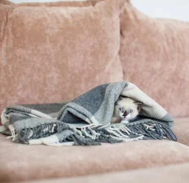Kitten on a knitted blanket Stock Photos