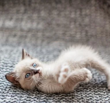 Kitten on a knitted blanket Stock Photos