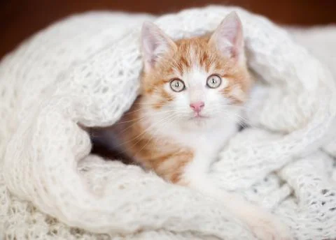 Kitten on a knitted blanket Stock Photos
