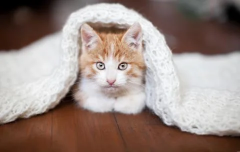 Kitten on a knitted blanket Stock Photos