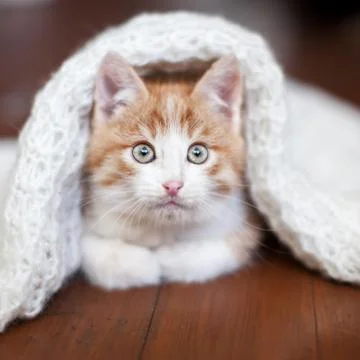 Kitten on a knitted blanket Stock Photos